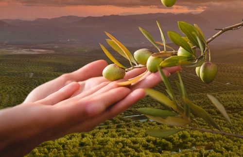 hands holding olives