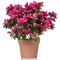 Azalea flowers in a pot. Bright beautiful pink flowers isolated on white.