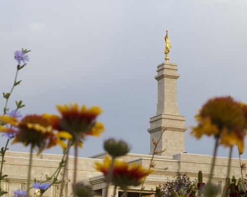 The spire with the angel Moroni on top of the Monticello Utah Temple is viewed between flowers in the daytime.