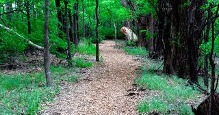 path through a dense forest