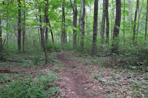 outdoor grove area at the Aaronic Priesthood Restoration Site