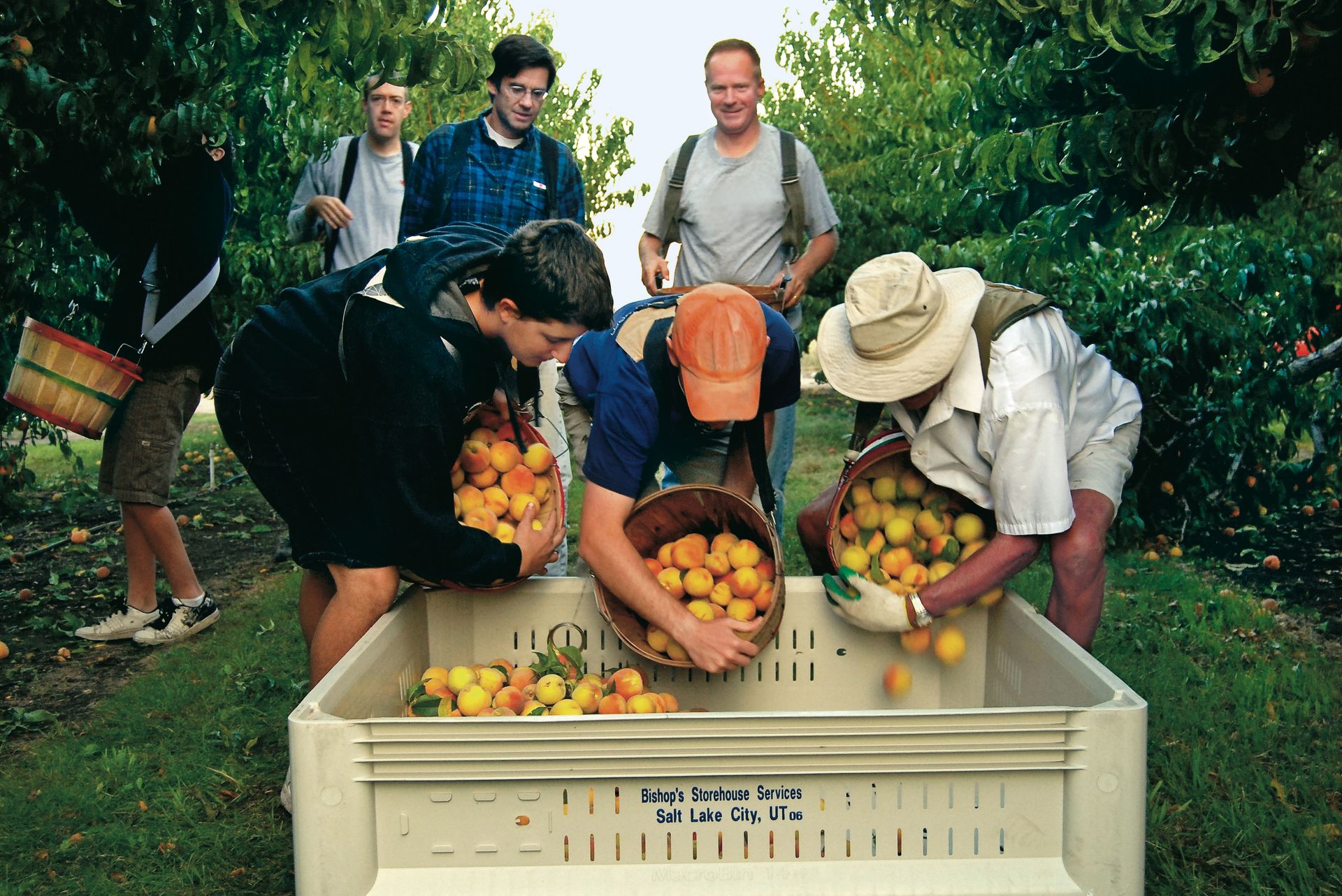 Men and young men pouring peaches from baskets into a large bin inside an orchard.