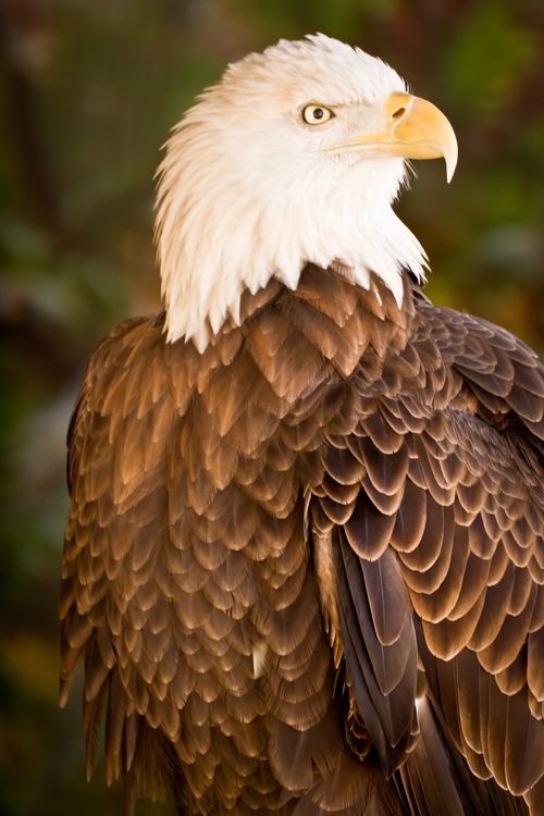 A photo of a bald eagle with its white and brown feathers slightly ruffled up.