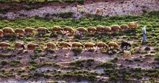 a shepherd leading his flock