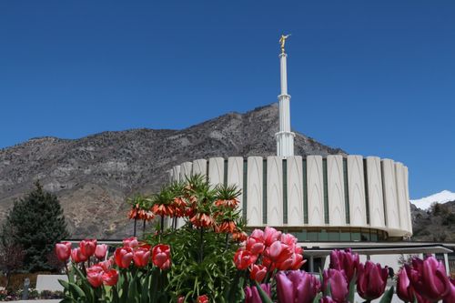 The entire Provo Utah Temple, with a view of flowers in the foreground and the mountains in the background.