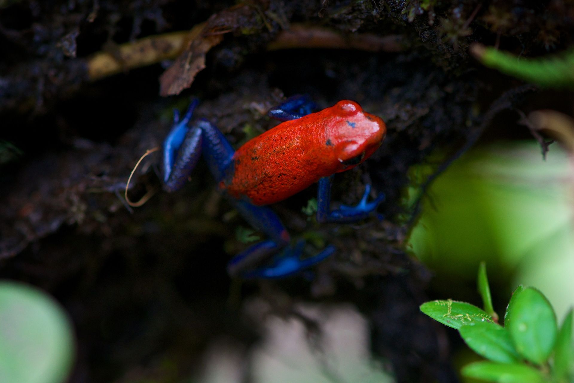 A strawberry poison dart frog hanging onto moss.