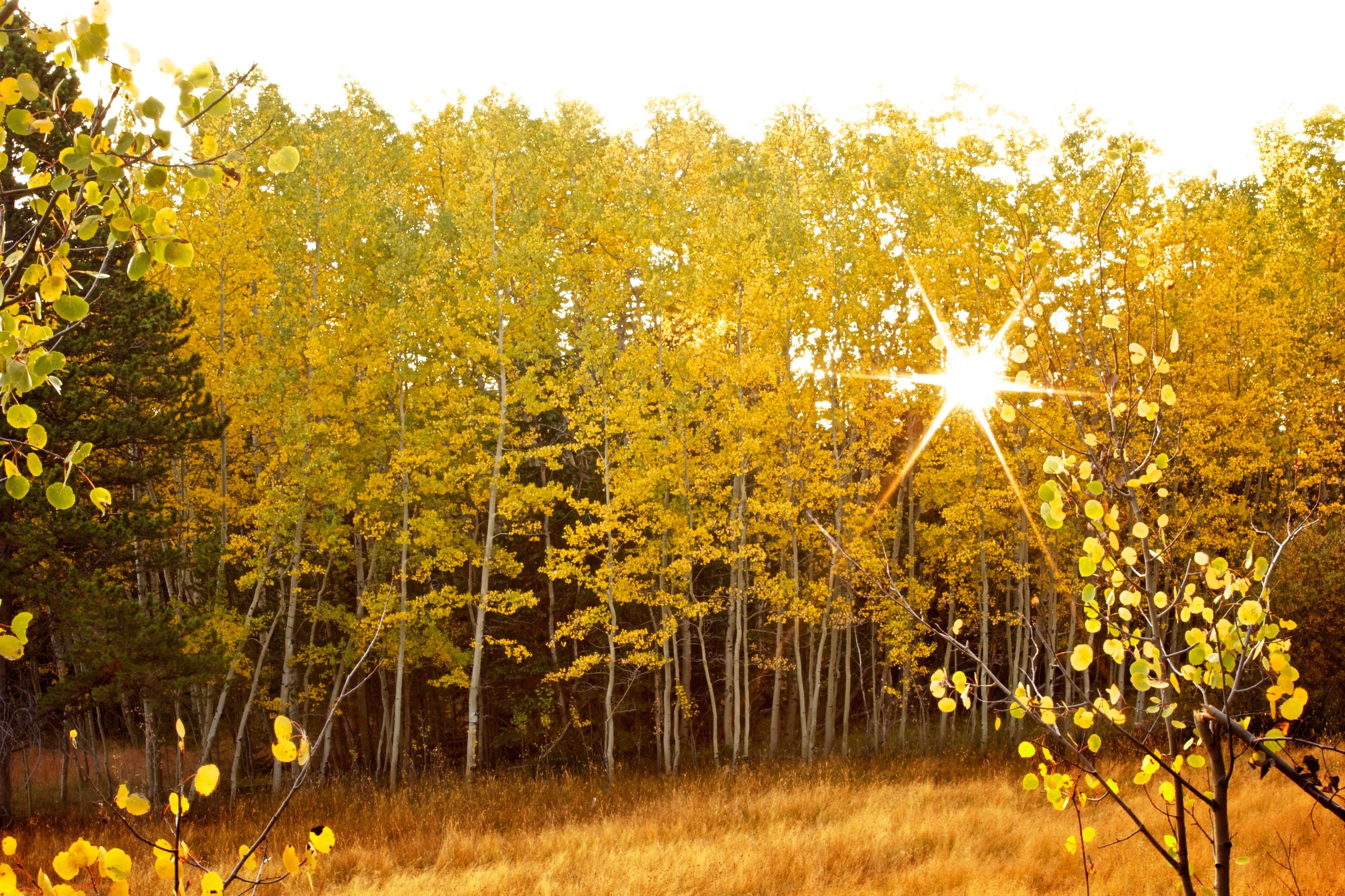 The sun shining through the branches of aspen trees in a grove.