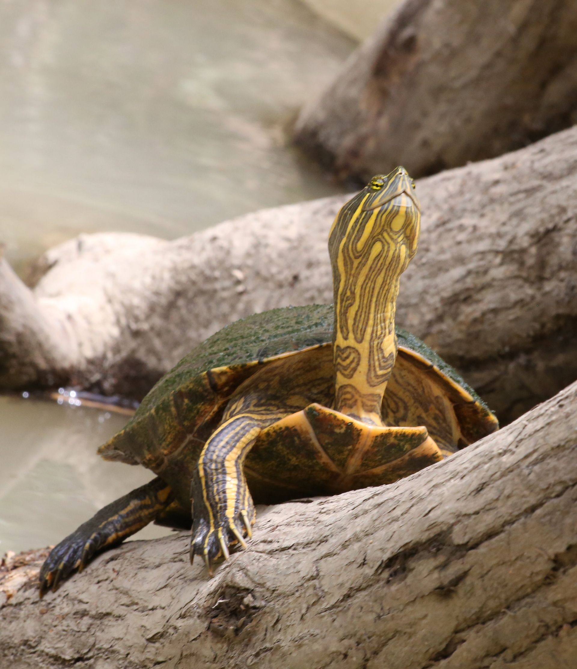A portrait of a turtle on a log.