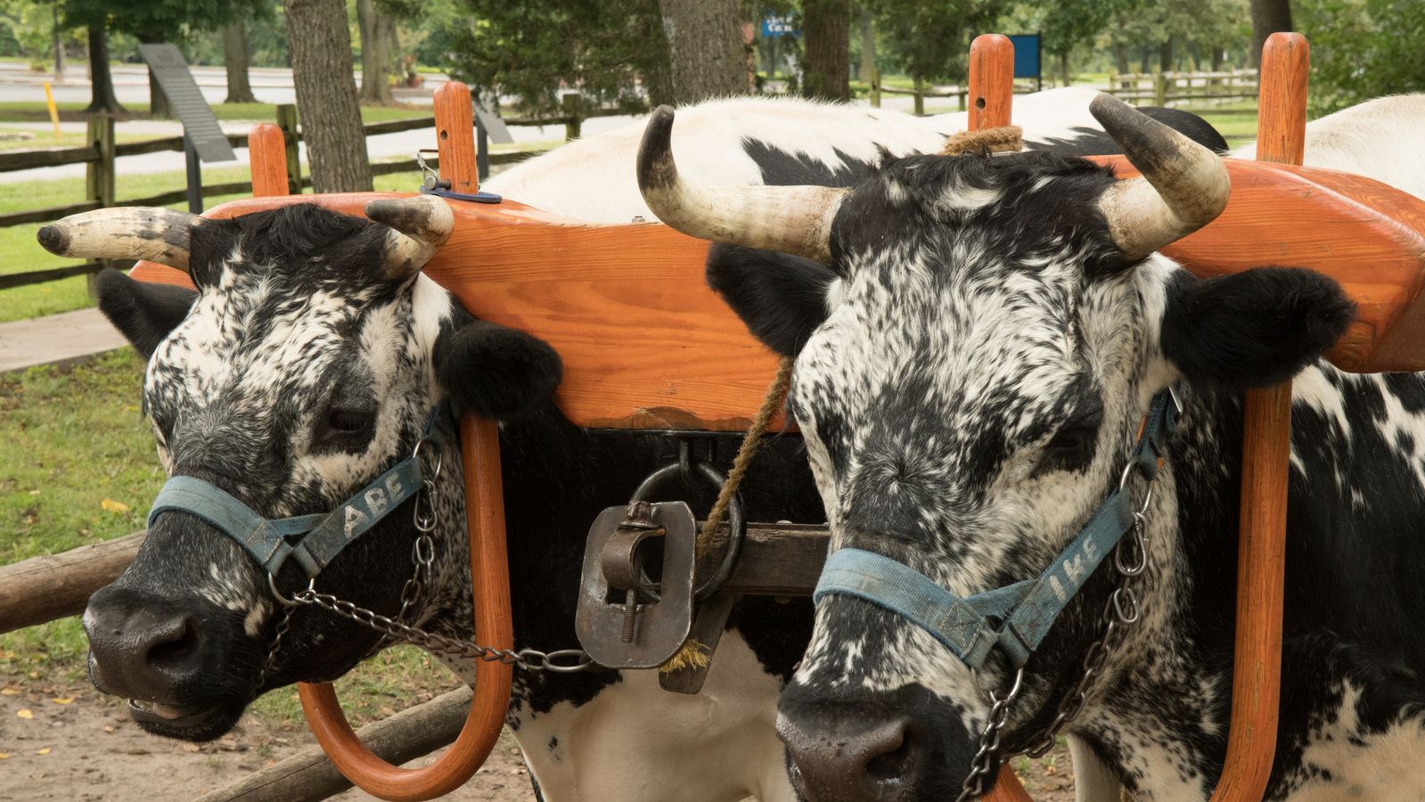 Close up of two black and white oxen yoked together.