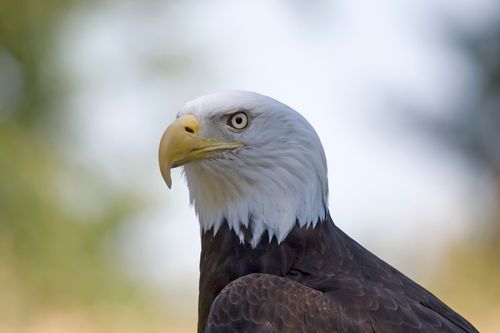 A close-up portrait of the head of a bald eagle.