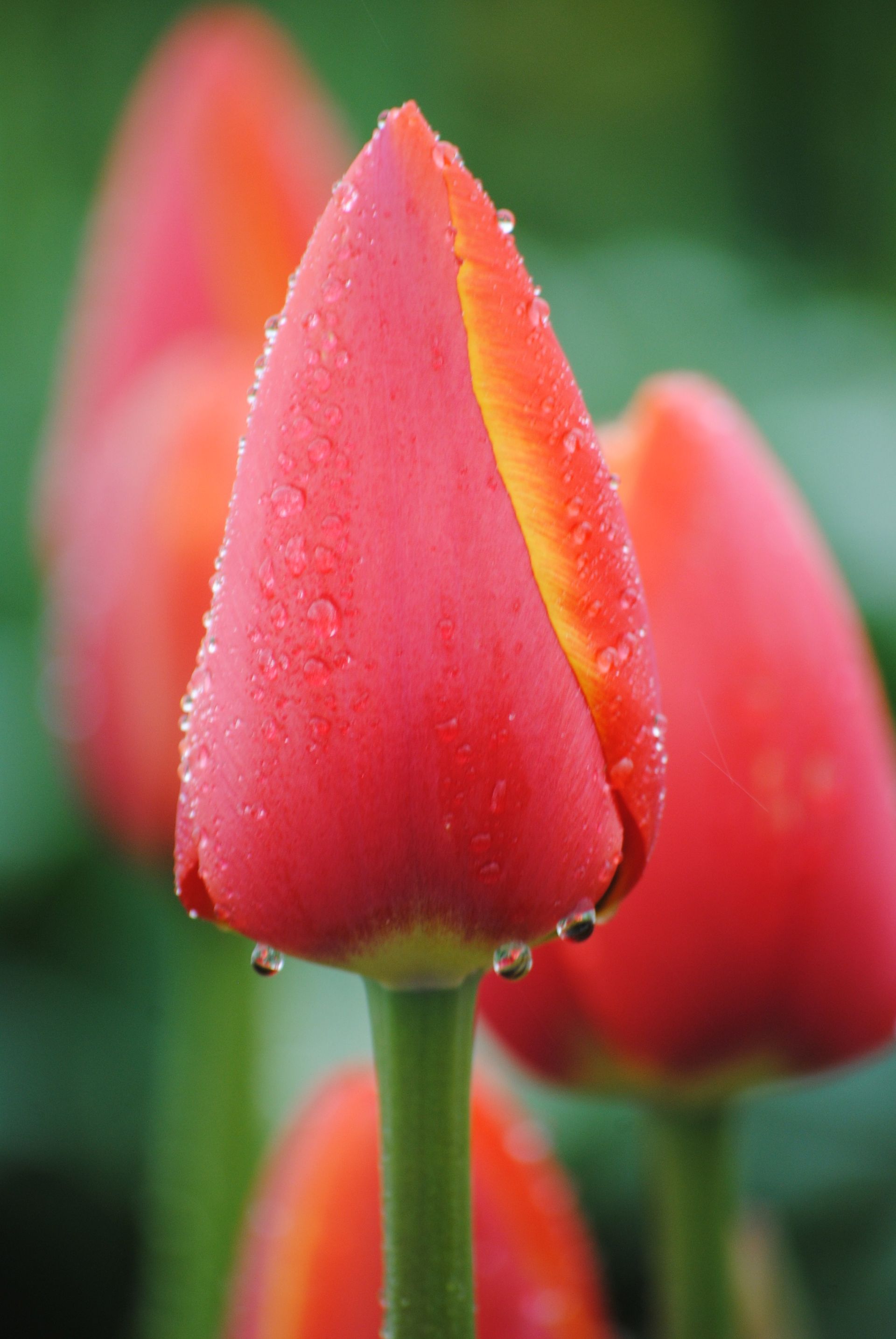 Some spring tulips with water drops.