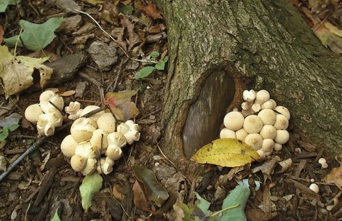 mushrooms around tree