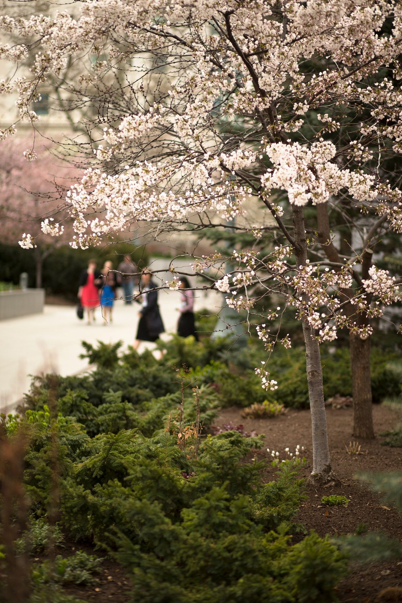 A tree with pink blossoms on Temple Square.