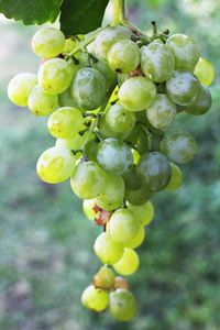 cluster of grapes on vine