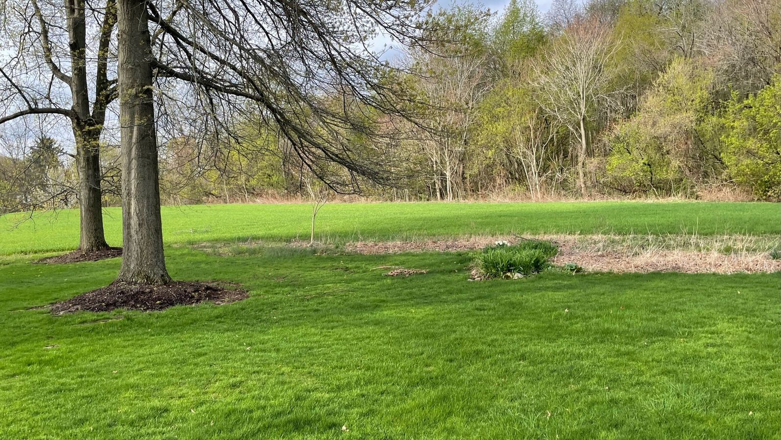 A field of grass with trees nearby. 