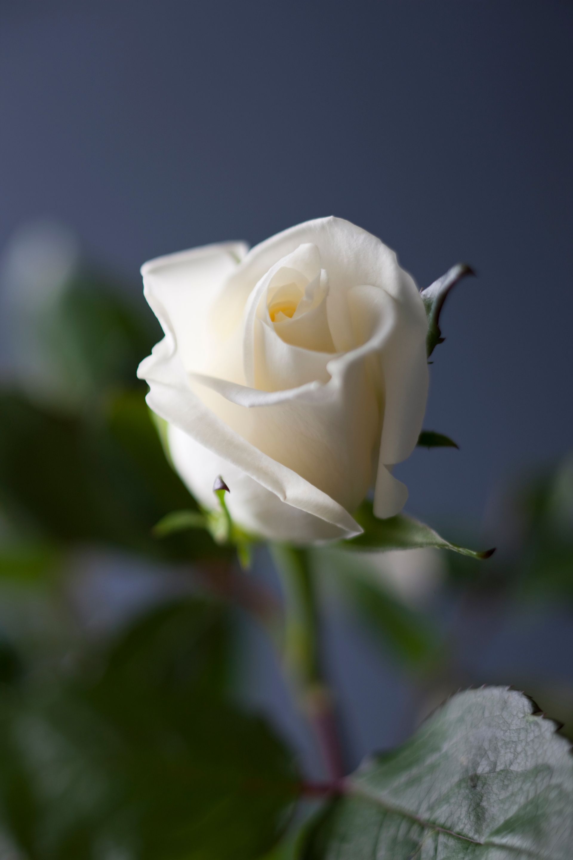 An image of a white rose.