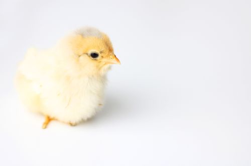 A portrait of a yellow baby chick.