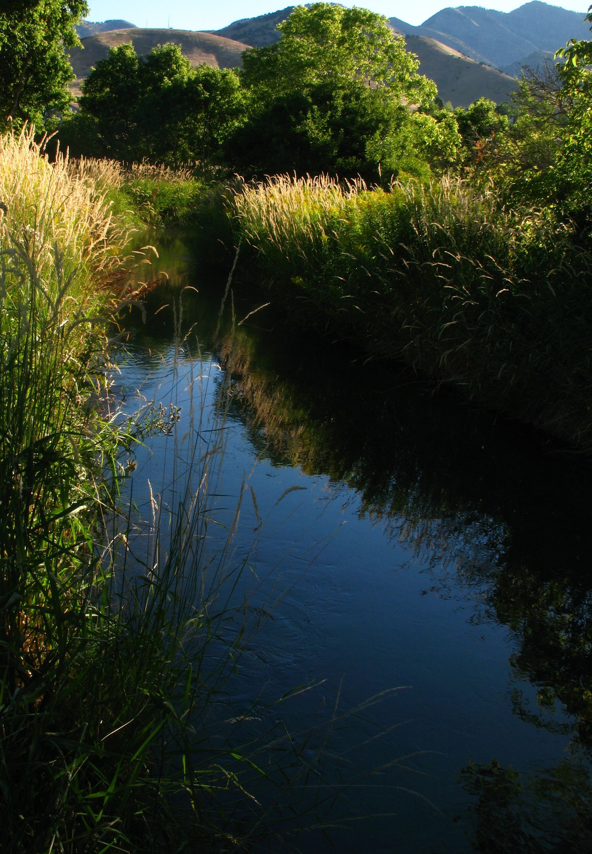 A small stream runs through a meadow near trees and mountains.