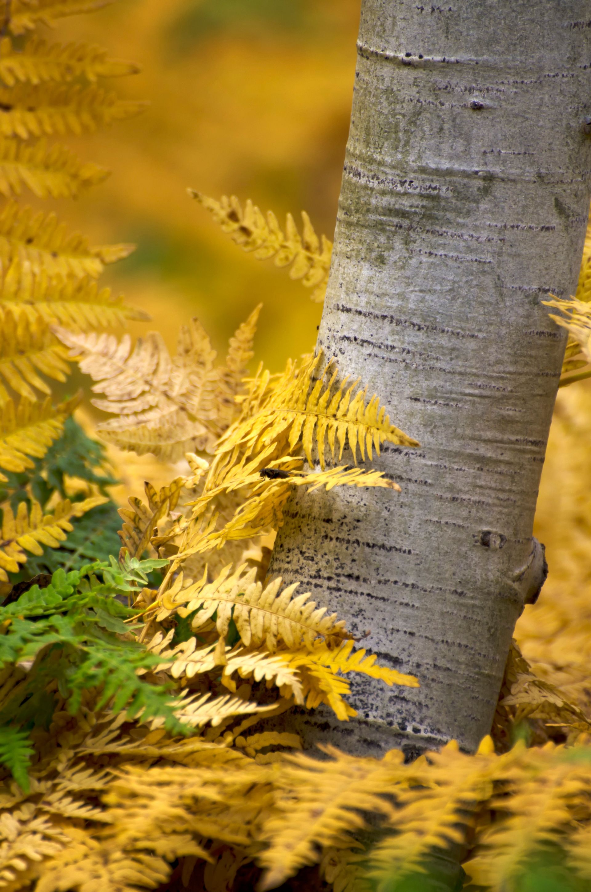 Bright yellow fern leaves around the trunk of an aspen tree.