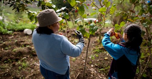 Mujer y niña cosechan y cultivan un huerto en Ecuador.
