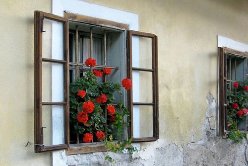 flowers on windowsill