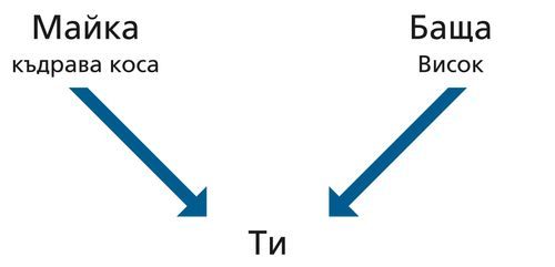 диаграма, родители, черти, вие