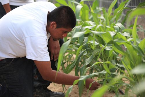 An Indian man in a white T-shirt, jeans, and black shoes, kneeling by a green row of growing corn.