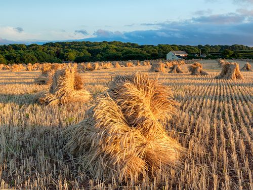 A field of wheat stacked in haystacks at harvest time.
