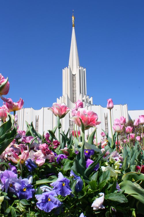 The flowers on the grounds of the Jordan River Utah Temple on a spring day, with the temple’s spire rising over the flowers against a clear blue sky.