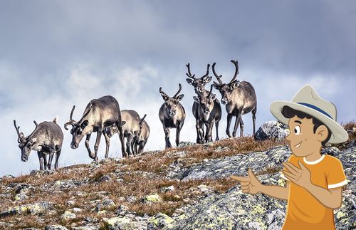 Paolo looking at reindeer