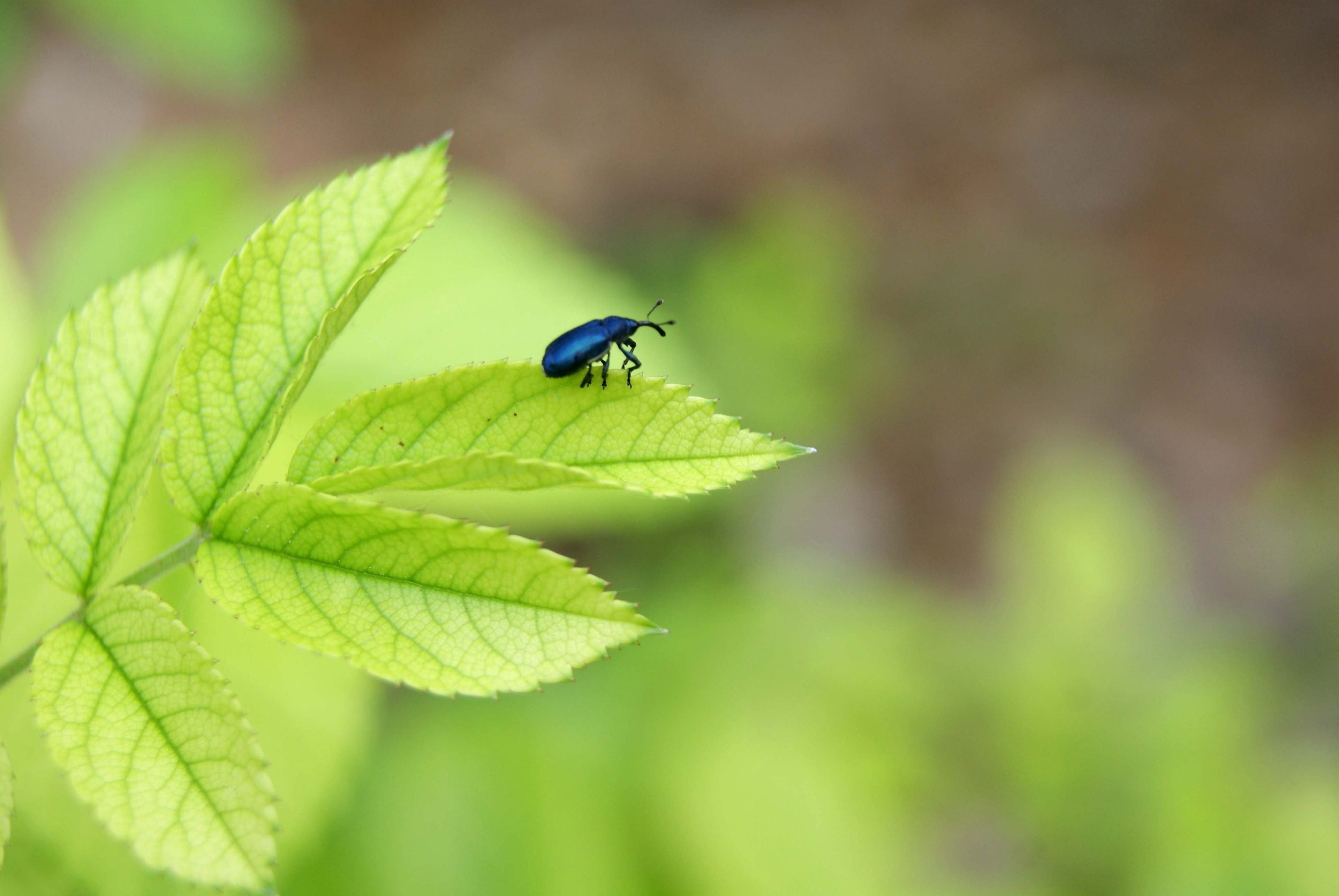 A beetle perched on a leaf.