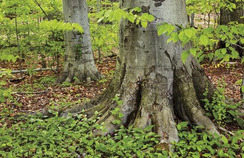 large tree trunks