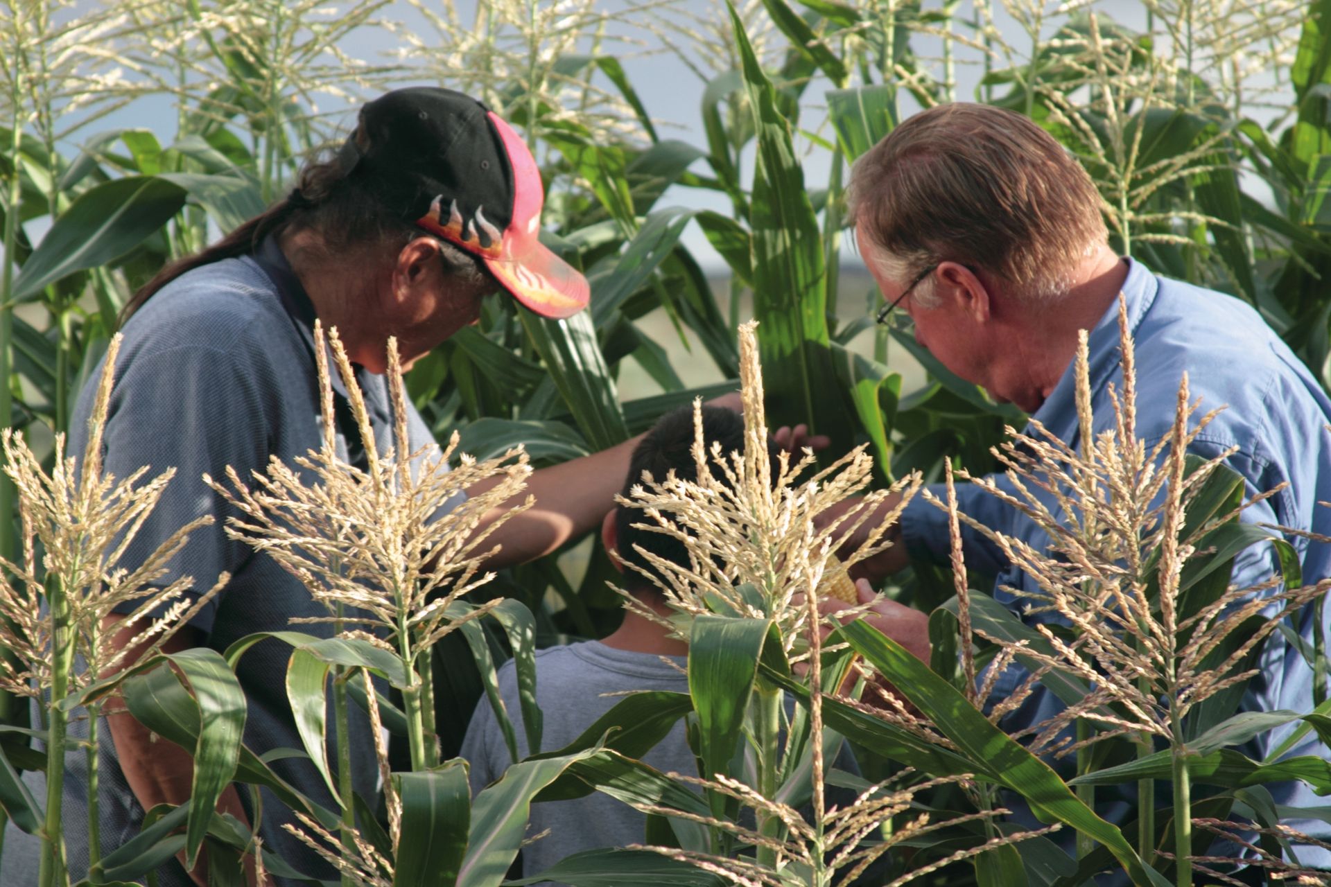 Two men and a young boy standing and looking at cornstalks.