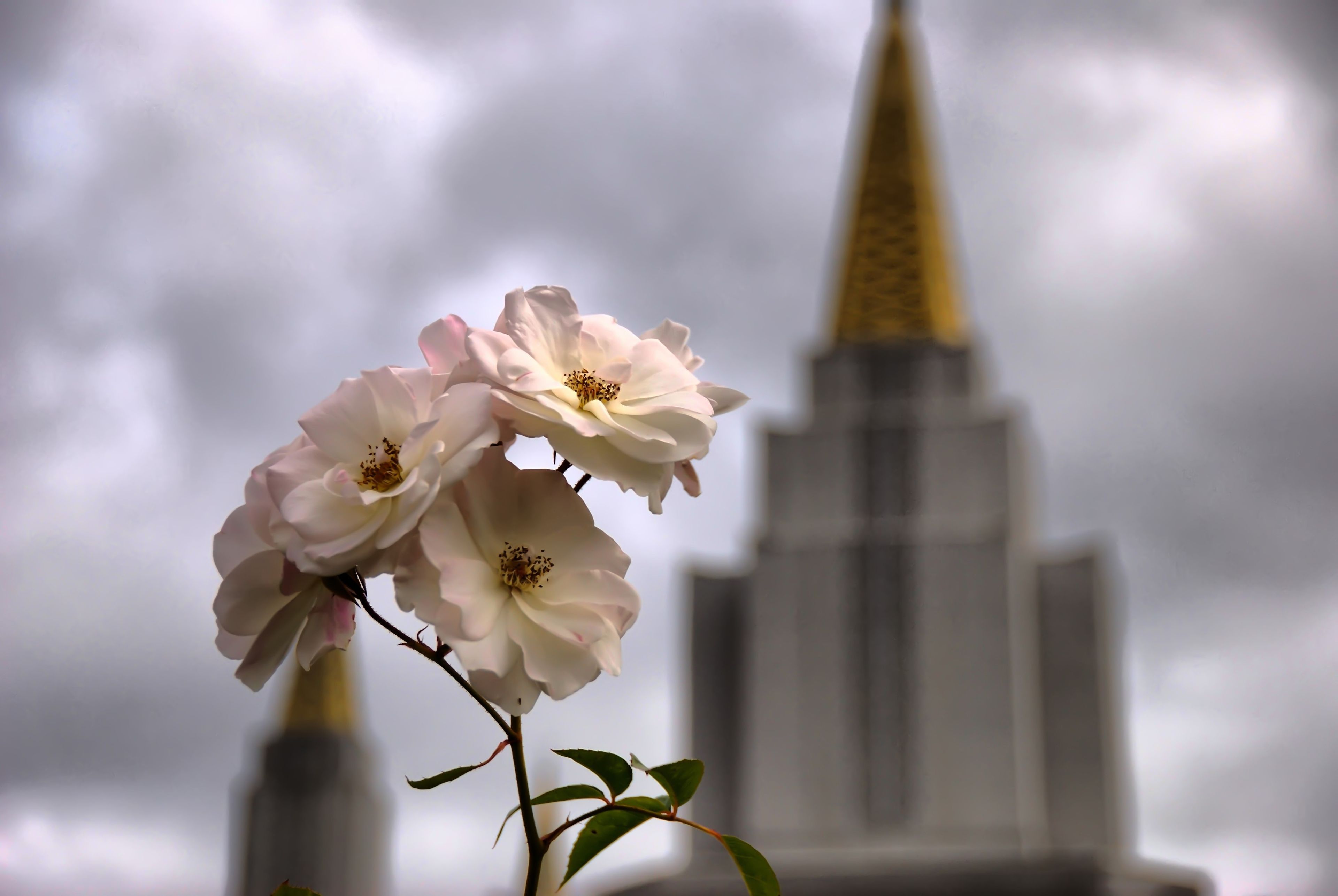The Oakland California Temple spires, including flowers.