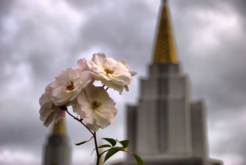 Some light pink roses on the grounds of the Oakland California Temple, with two of the temple’s spires in the background.