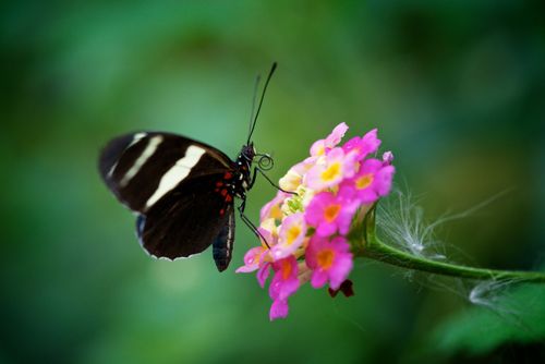 A butterfly with black-and-white-striped wings and a red-spotted body is sitting on a pink flower.