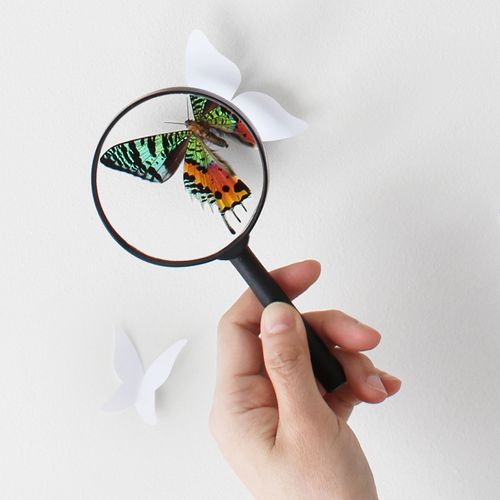 magnifying glass and butterfly
