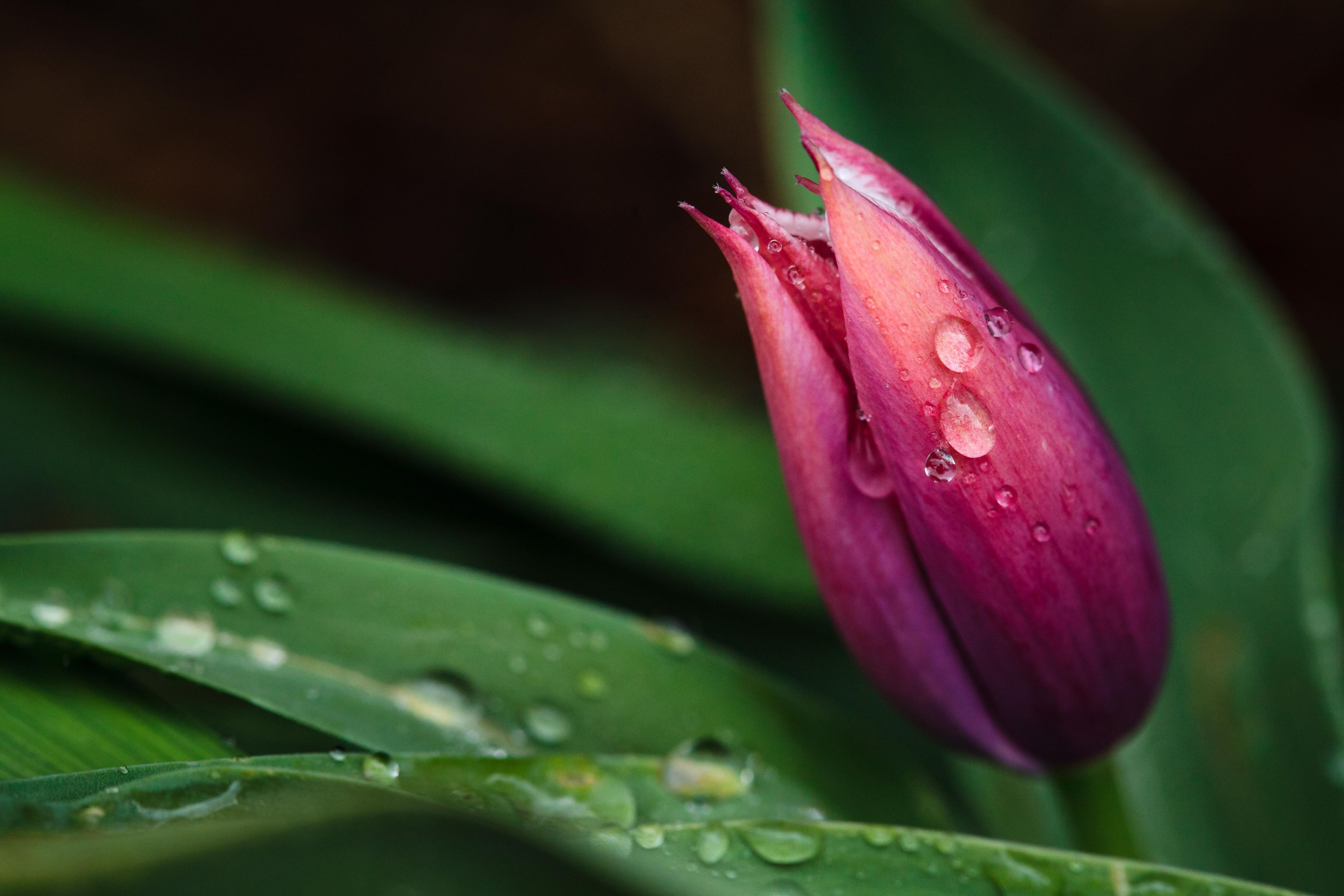 A closed purple tulip with water drops on it.