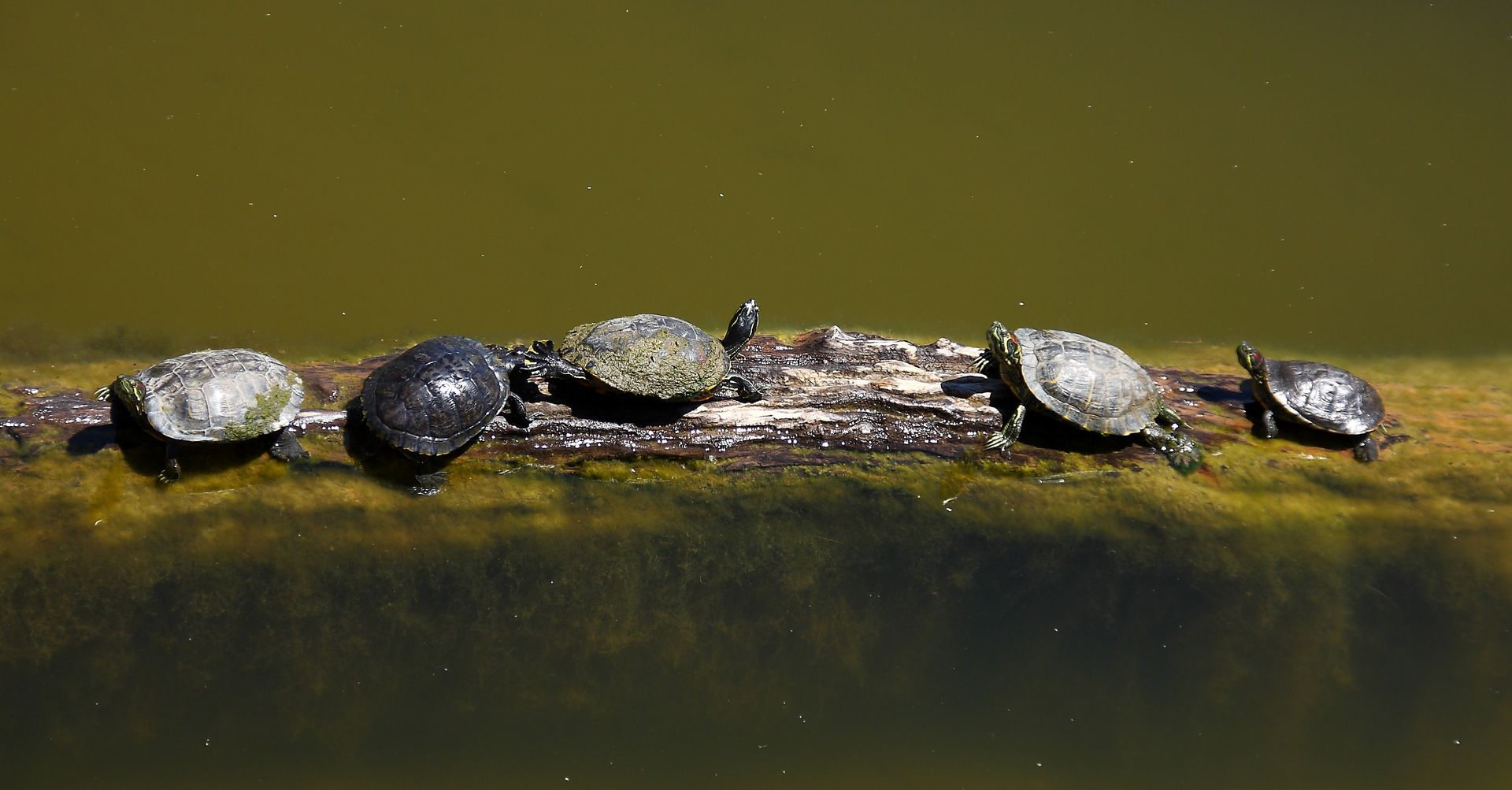 Five turtles sit together on a log.