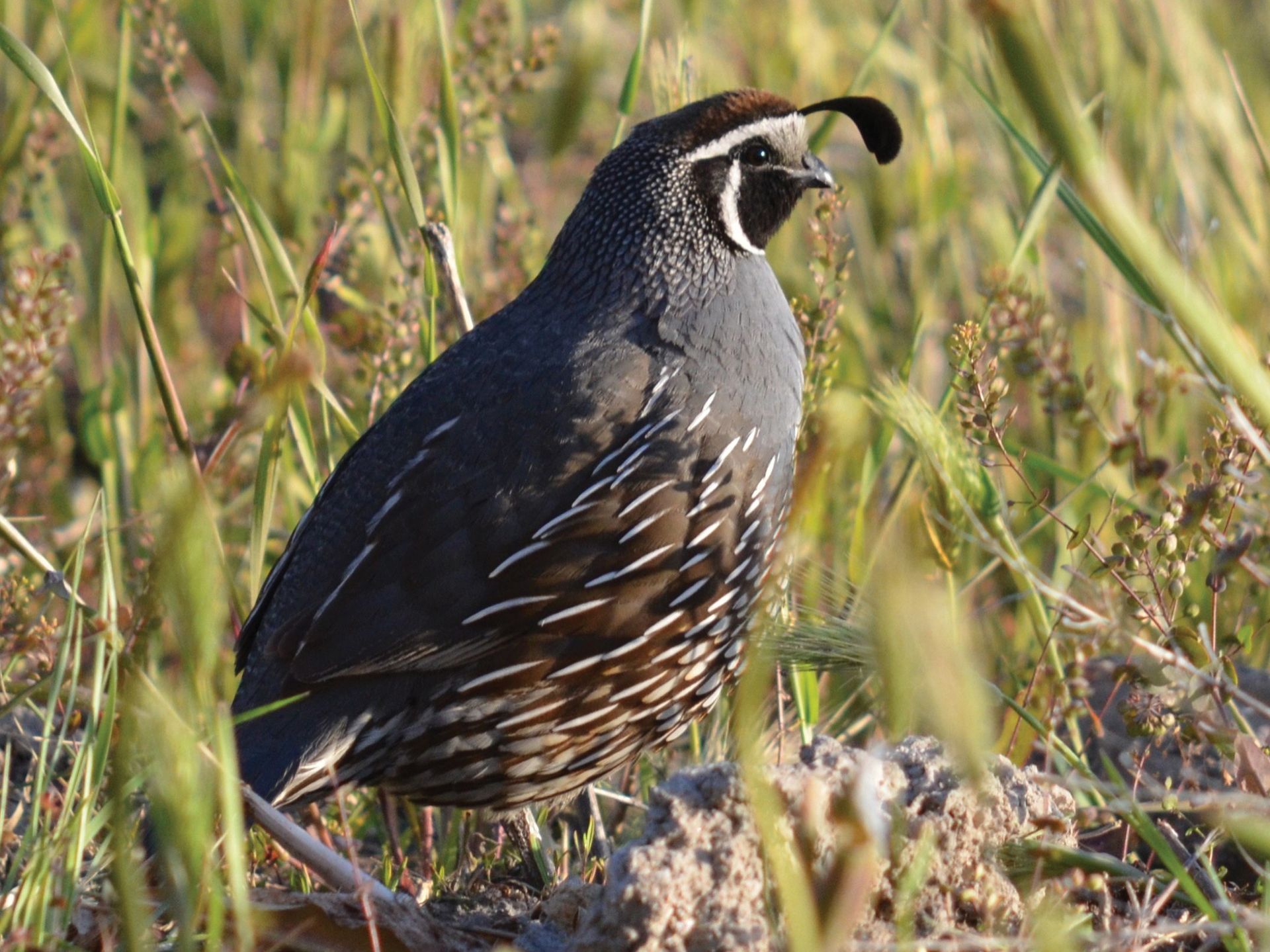 A quail standing in the grass.