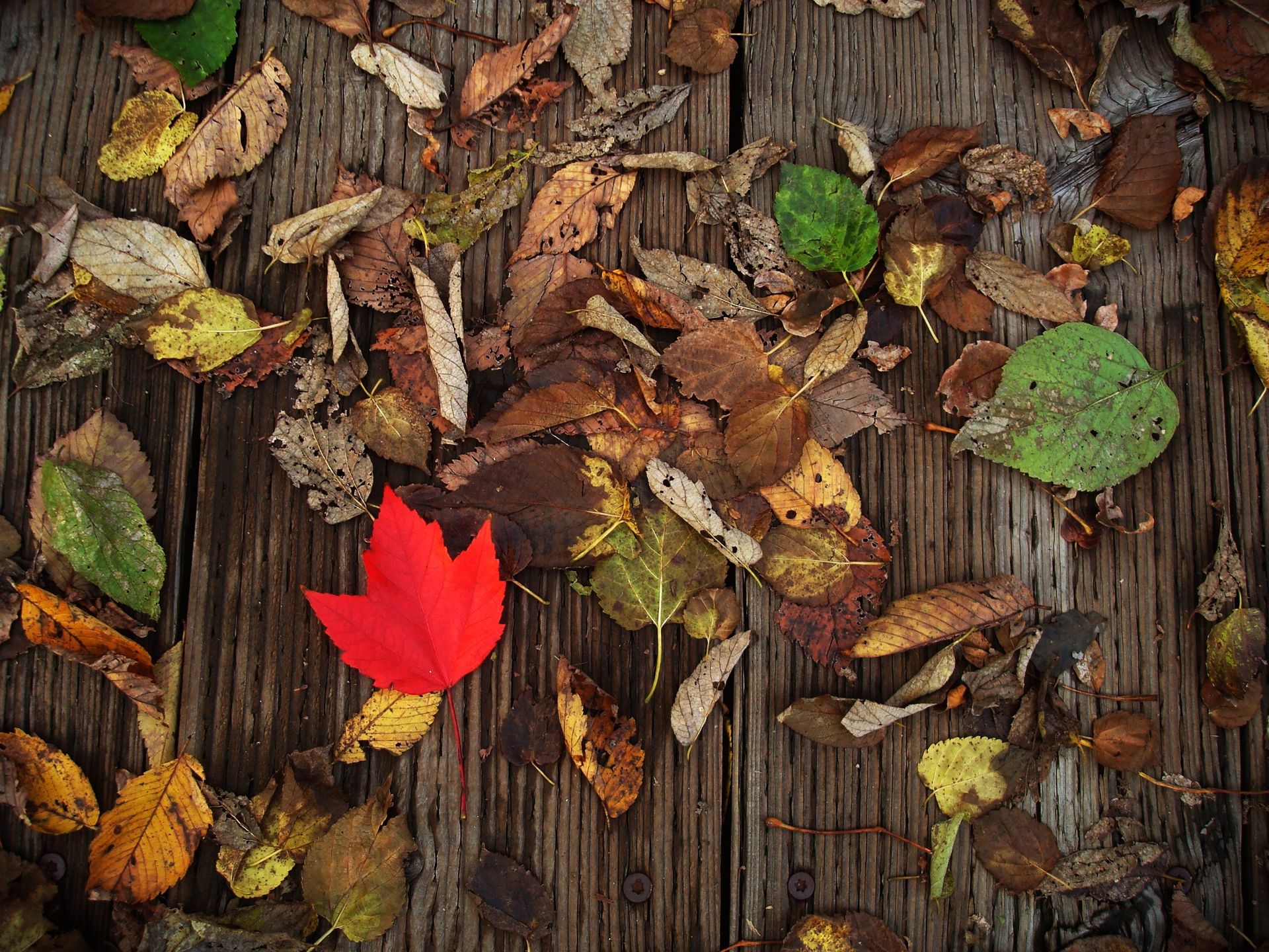 A red leaf lying among older fallen leaves on wooden boards.