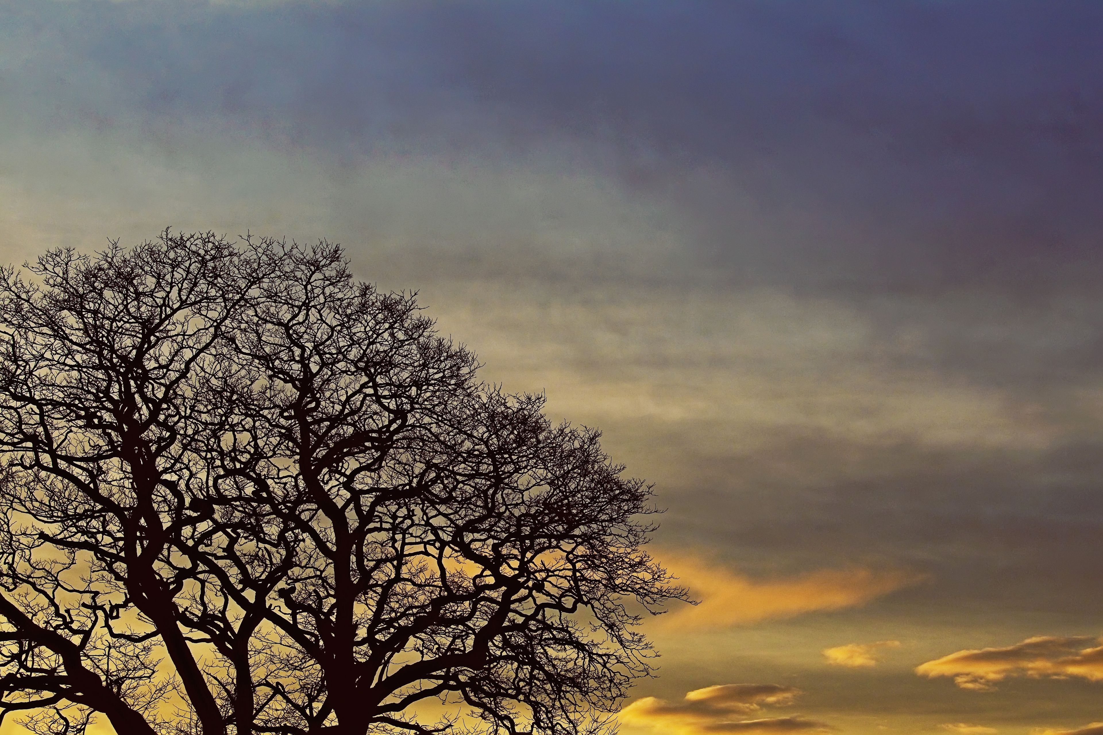 A tree without leaves is silhouetted by a sunset.
