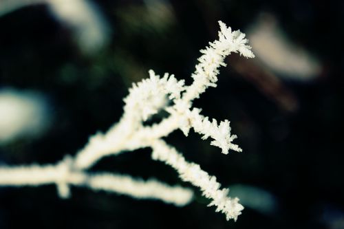 A branch separating into several small twigs, completely covered in white crystals of frost.
