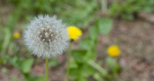 dandelion