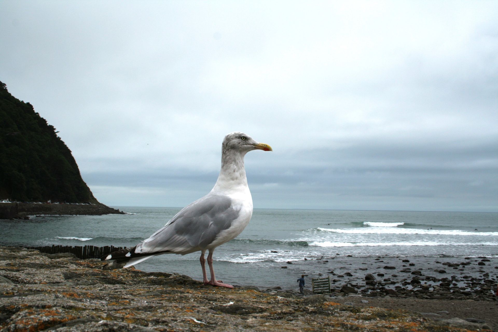 An image of a seagull near a beach.