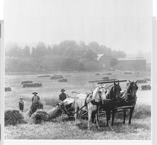 pioneers harvesting grain