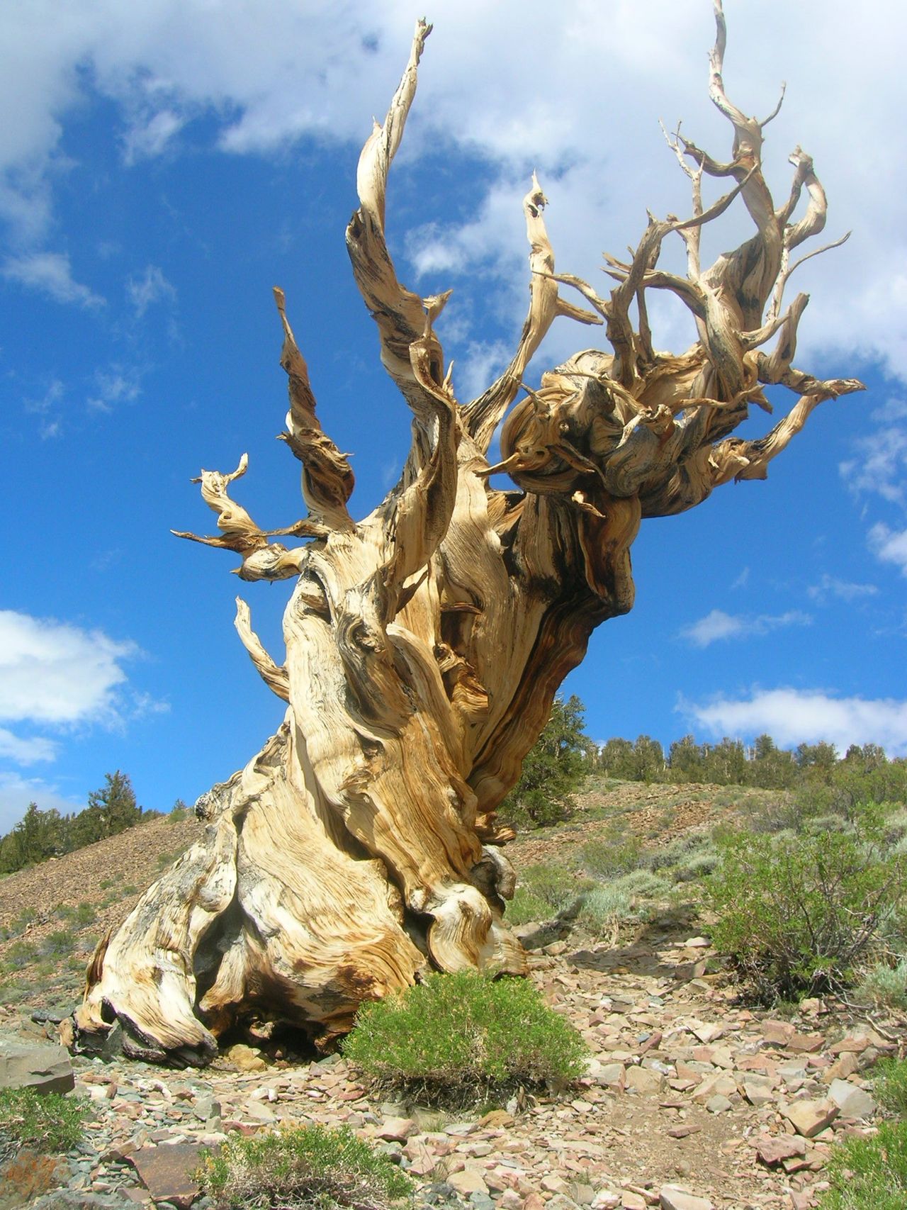 The world's oldest tree, Methuselah, in the California desert.