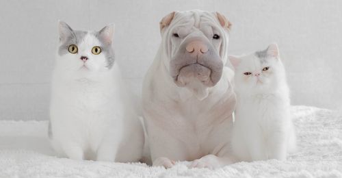dog and cats