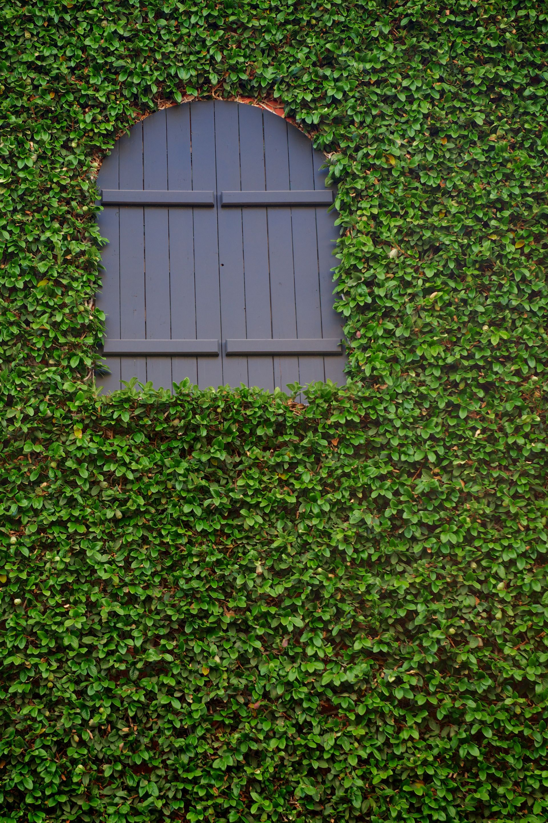 A wooden window surrounded by a wall of green ivy.