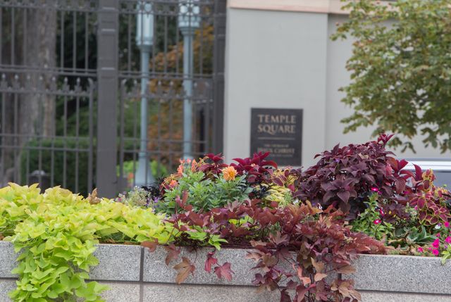 Fower beds on Temple Square